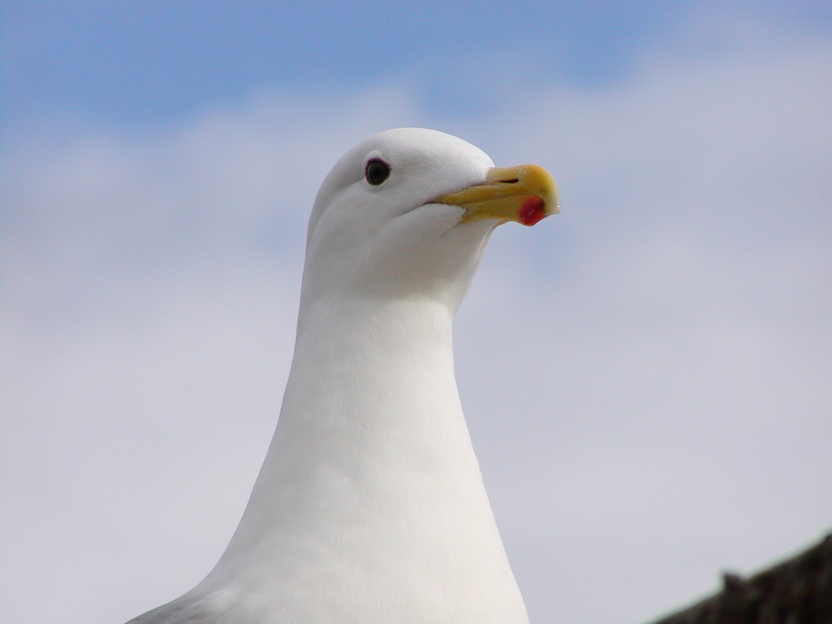 Западная x Серокрылая чайка (гибрид) - ML647531596