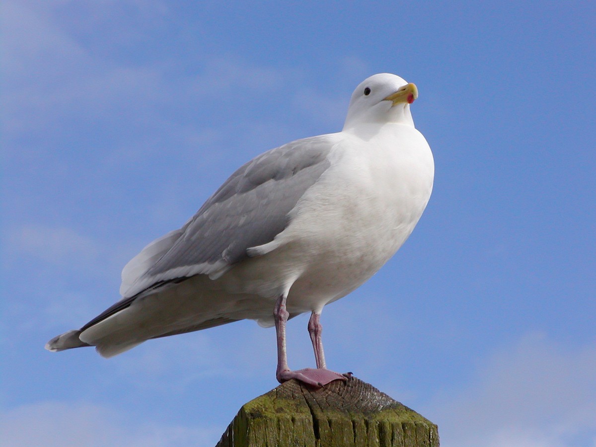 Западная x Серокрылая чайка (гибрид) - ML647531597