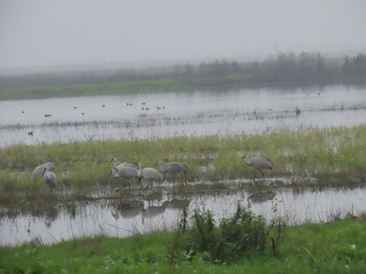 Канадский журавль - ML647531598