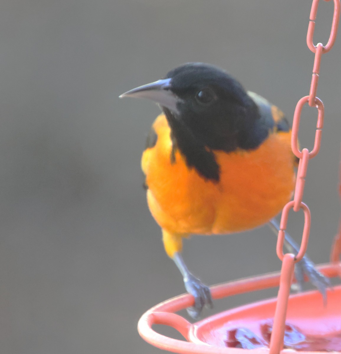 Балтиморский трупиал - ML647531600