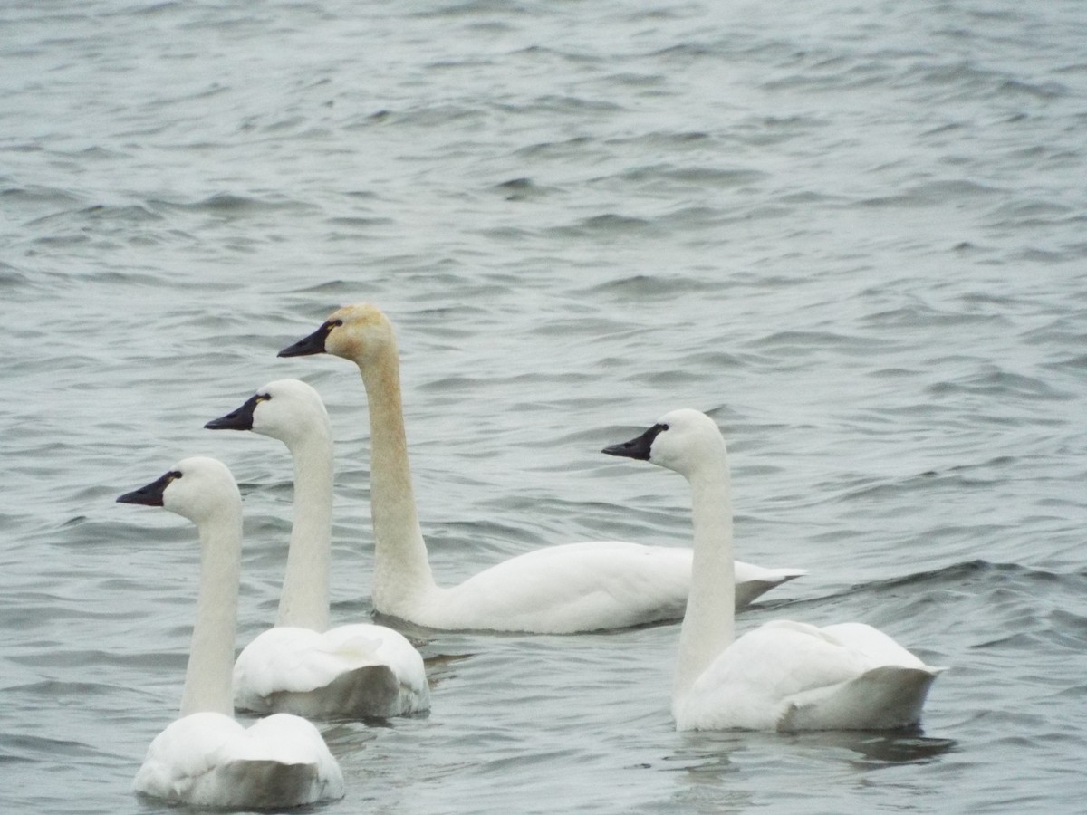 Американский лебедь (Американский) - ML647531601