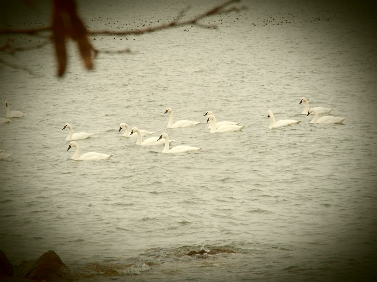 Американский лебедь (Американский) - ML647531602