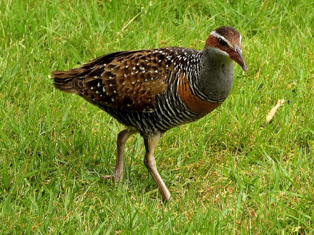 Полосатый трескун - ML647531603