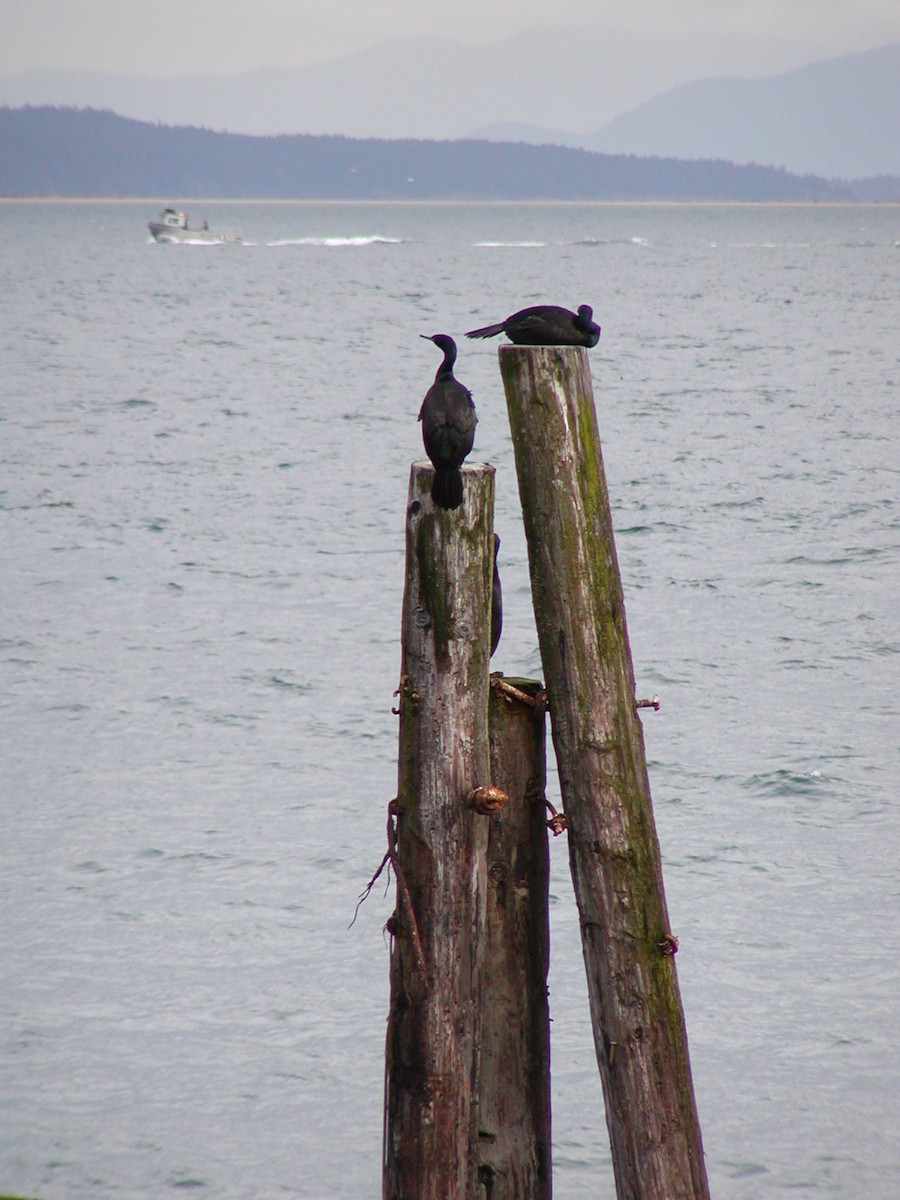 Берингов баклан - ML647531604