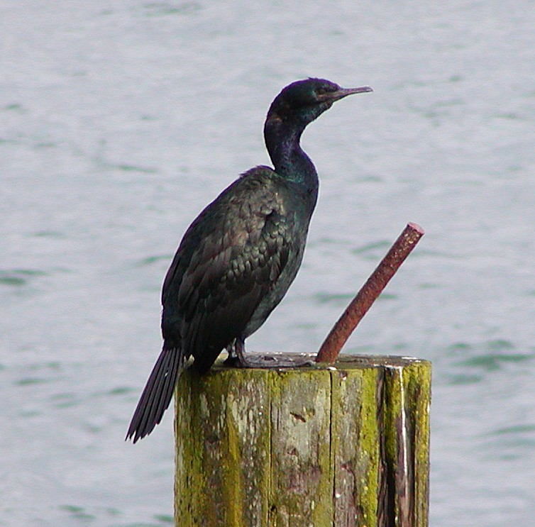 Берингов баклан - ML647531605