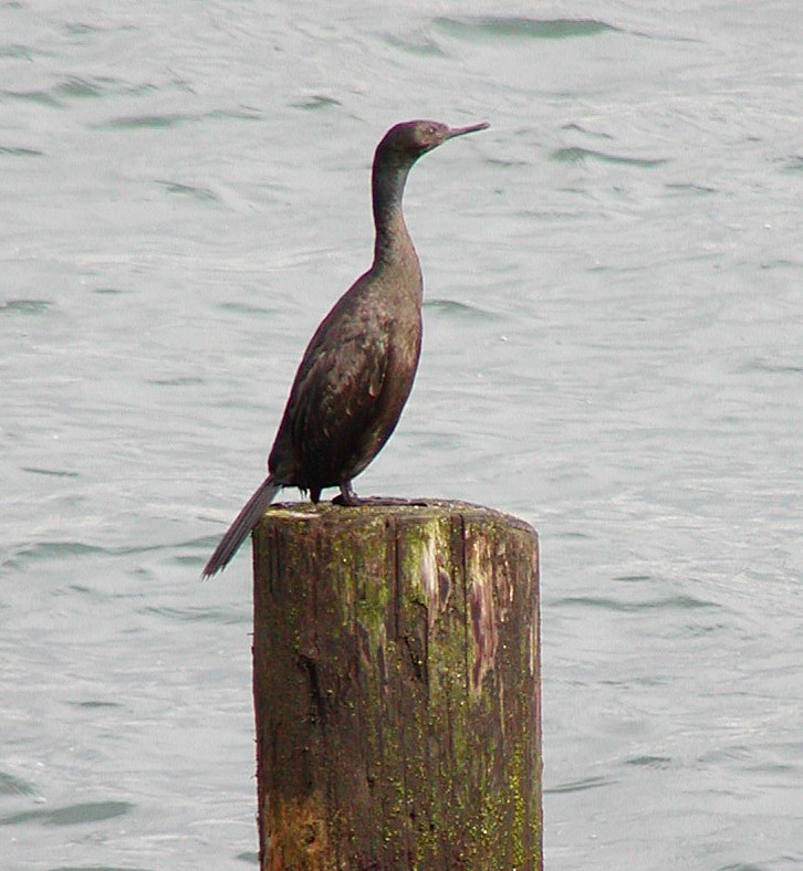 Берингов баклан - ML647531606