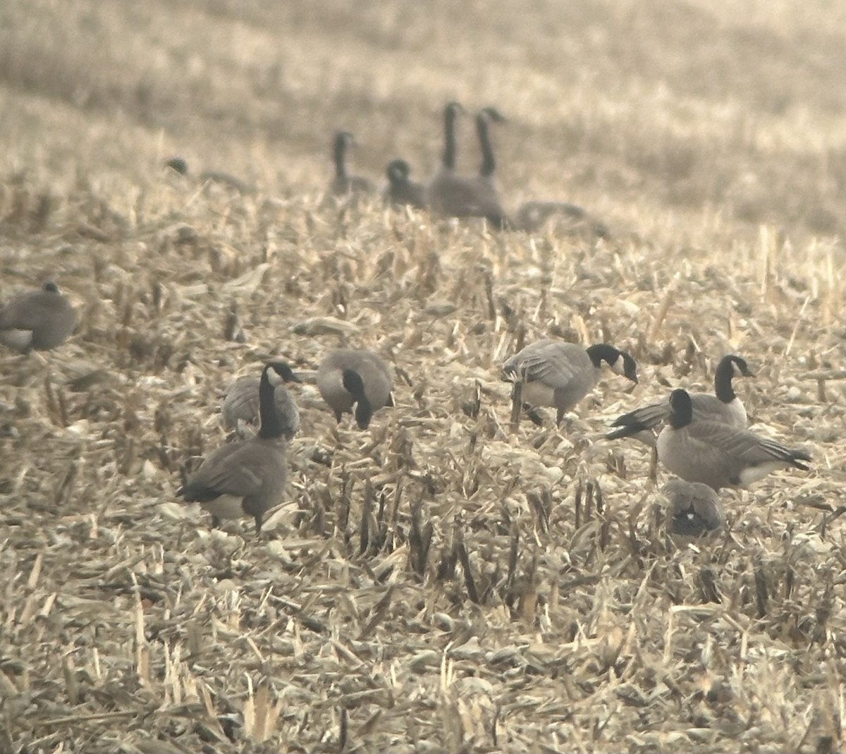 Малая канадская казарка - ML647531607