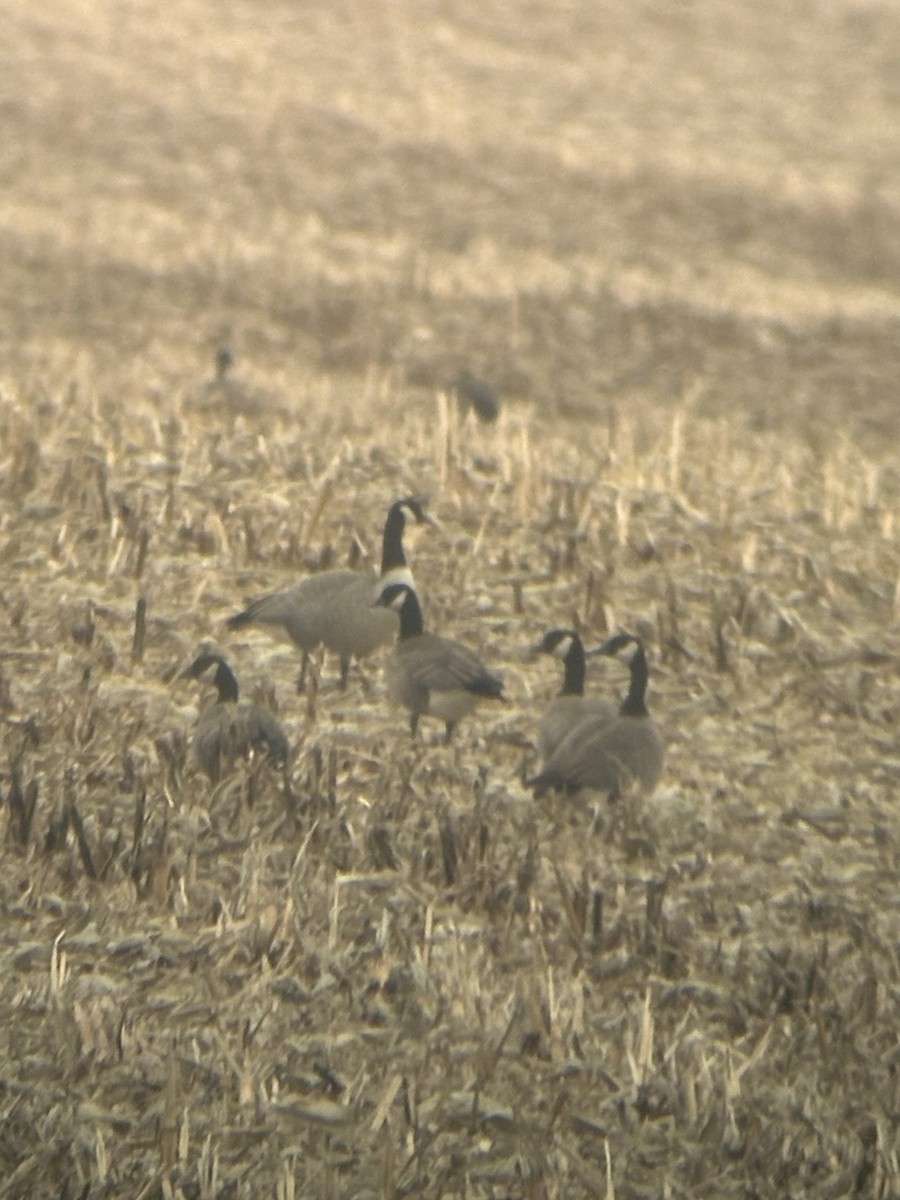 Малая канадская казарка - ML647531608