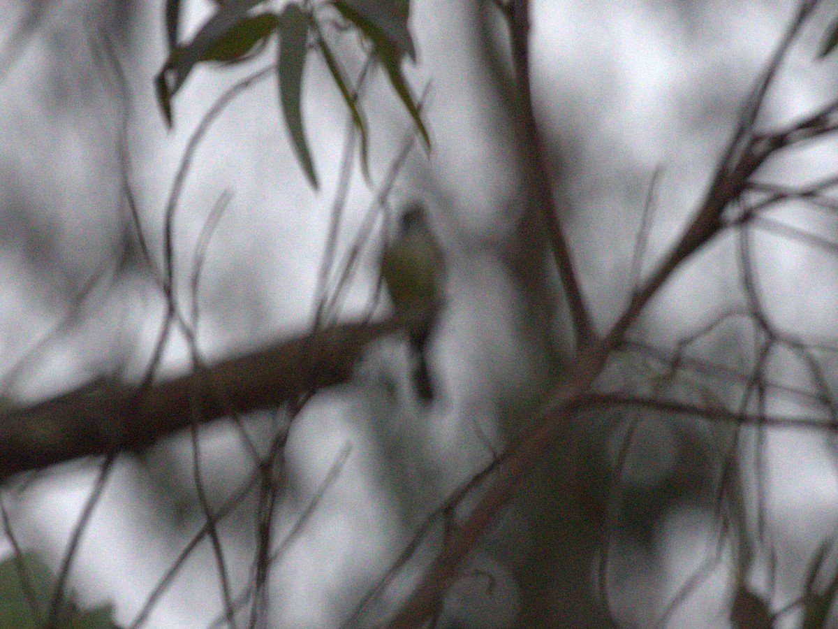 Андский миарх - ML647531609