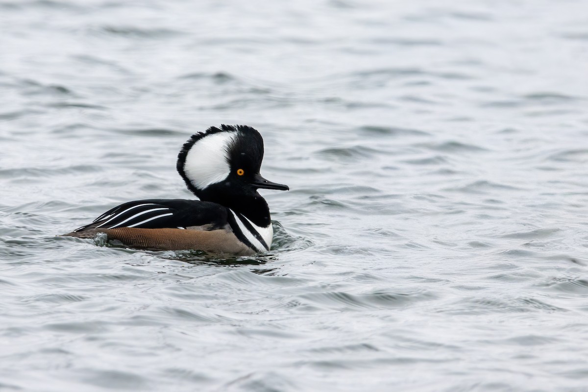 Hooded Merganser - ML647531614