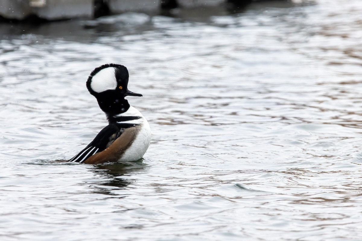 Hooded Merganser - ML647531615