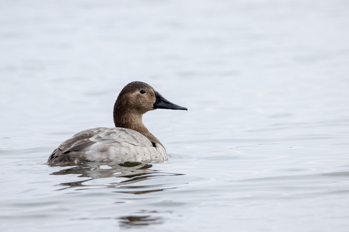 Canvasback - ML647531634