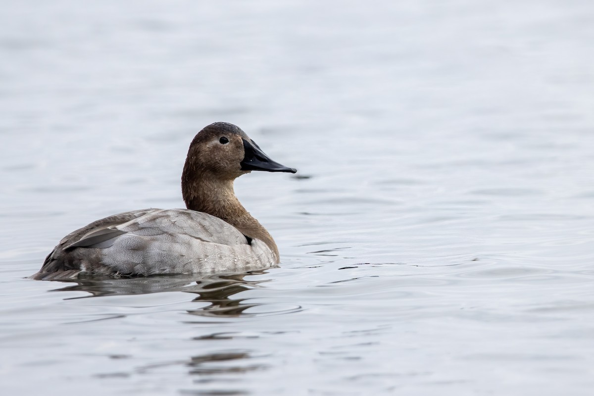 Canvasback - ML647531635