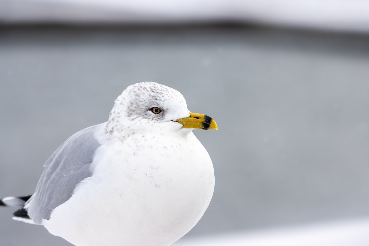 Ring-billed Gull - ML647531636