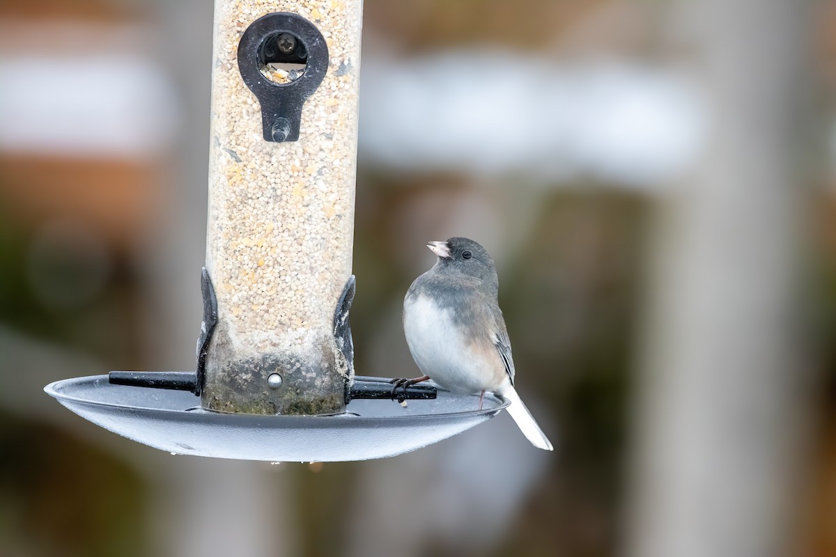 Dark-eyed Junco (Slate-colored) - ML647531642