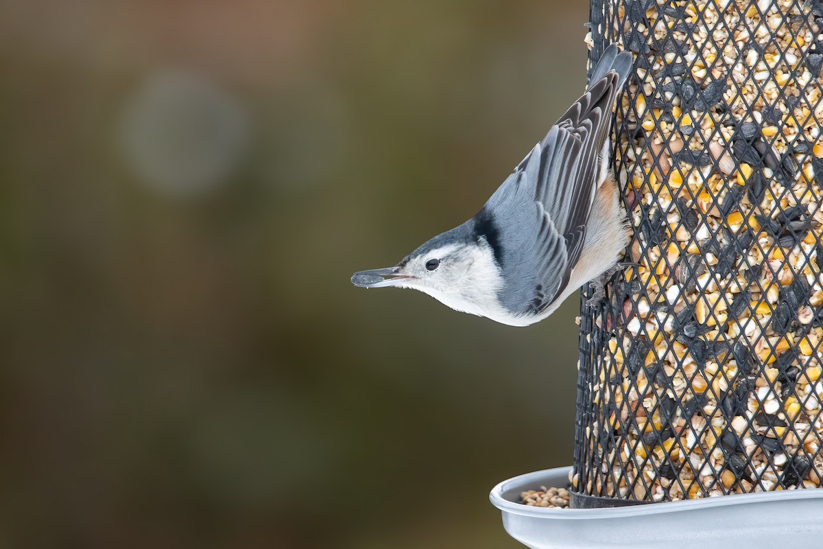 White-breasted Nuthatch (Eastern) - ML647531644