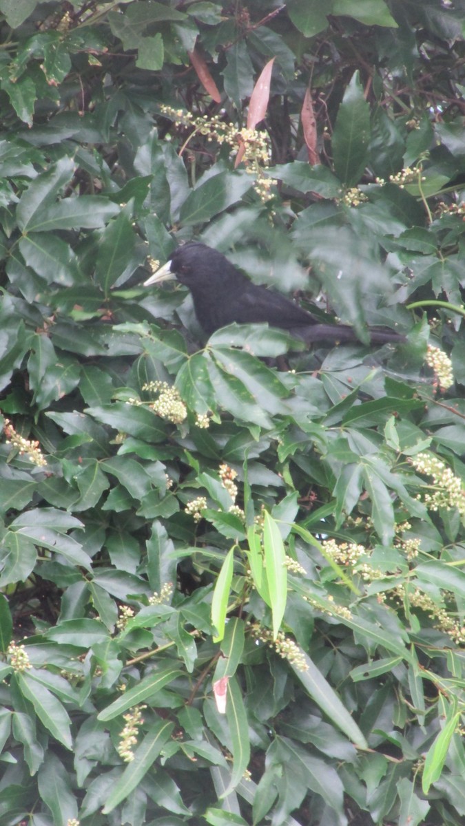 Solitary Black Cacique - ML647531658