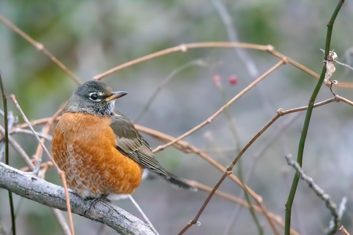 American Robin (migratorius Group) - ML647531659