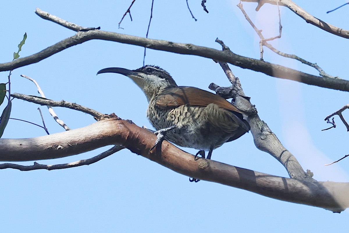 Paradise Riflebird - ML647531662