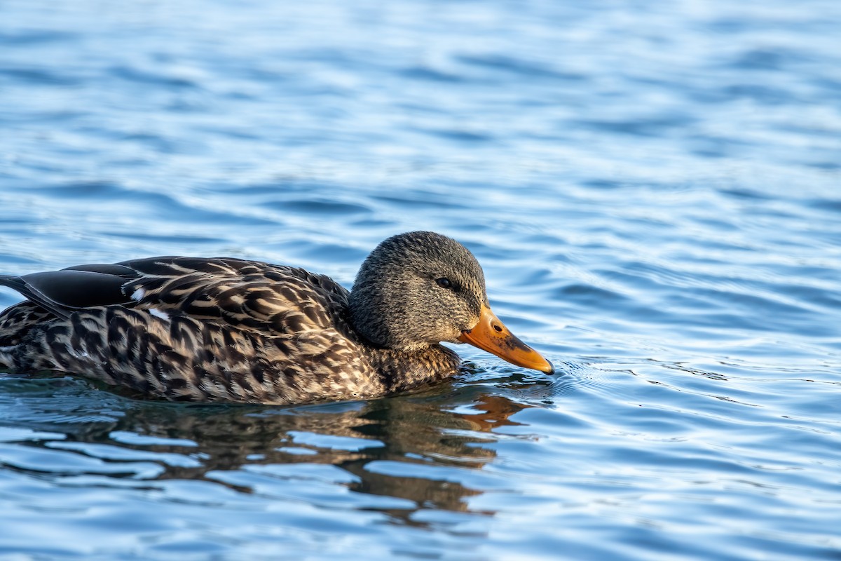 Mallard - ML647531671