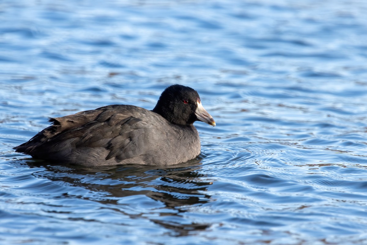 American Coot (Red-shielded) - ML647531680