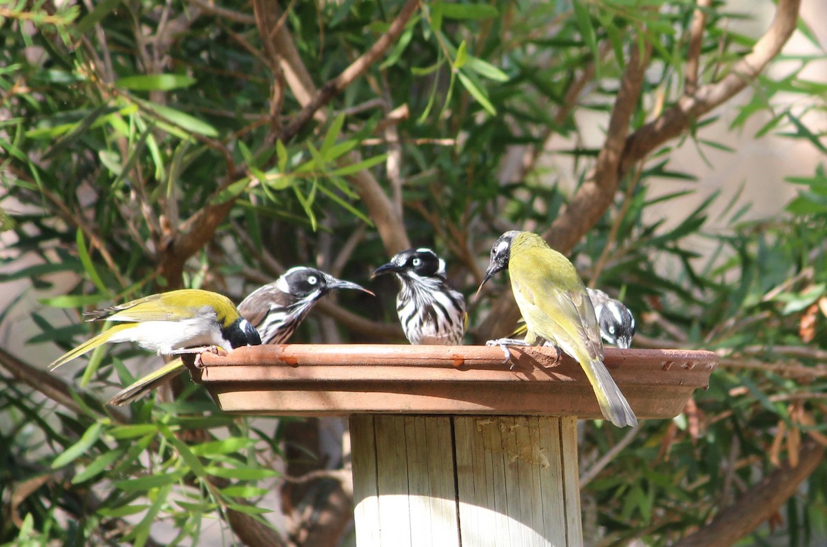 Méliphage leucotique - ML647531684