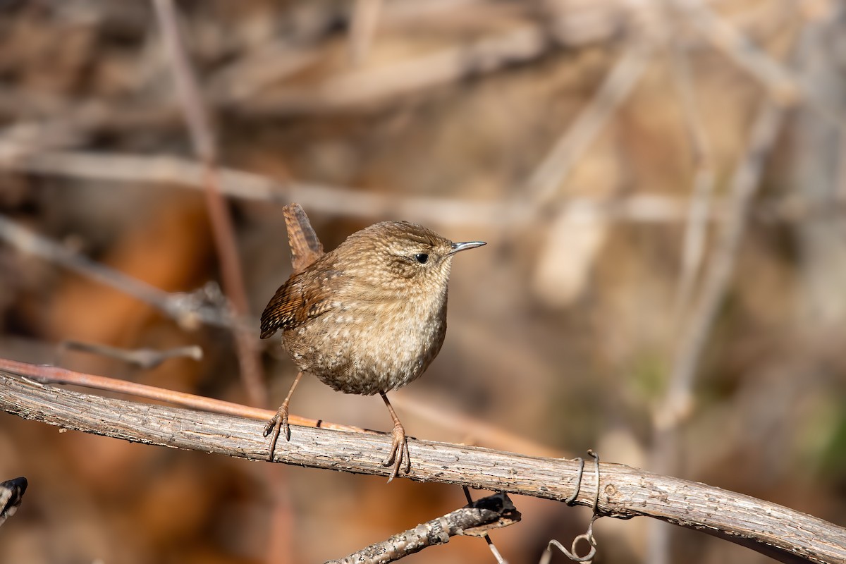 Winter Wren - ML647531688