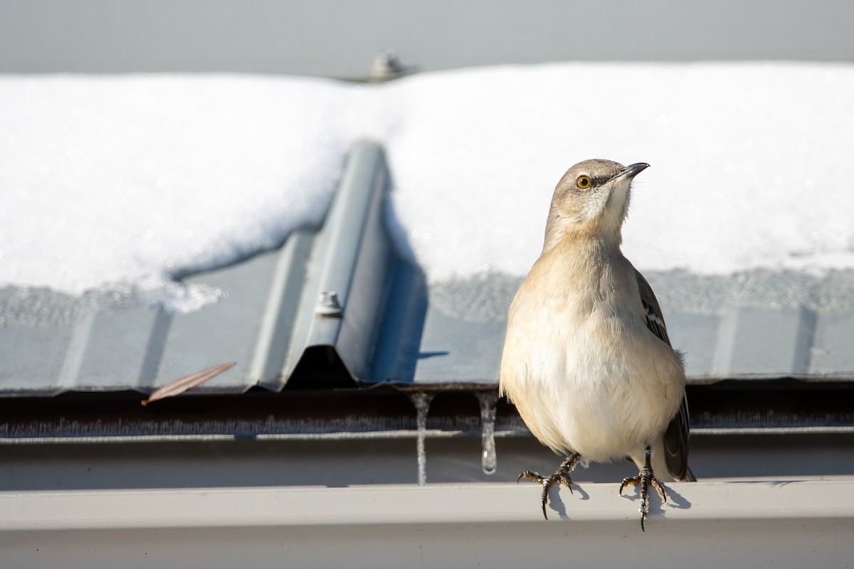 Northern Mockingbird - ML647531698