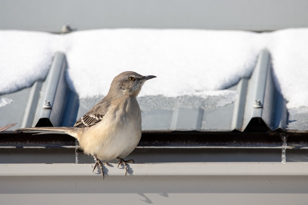 Northern Mockingbird - ML647531699