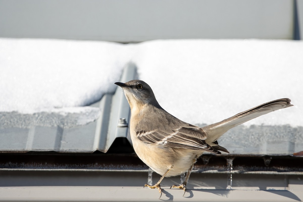 Northern Mockingbird - ML647531700