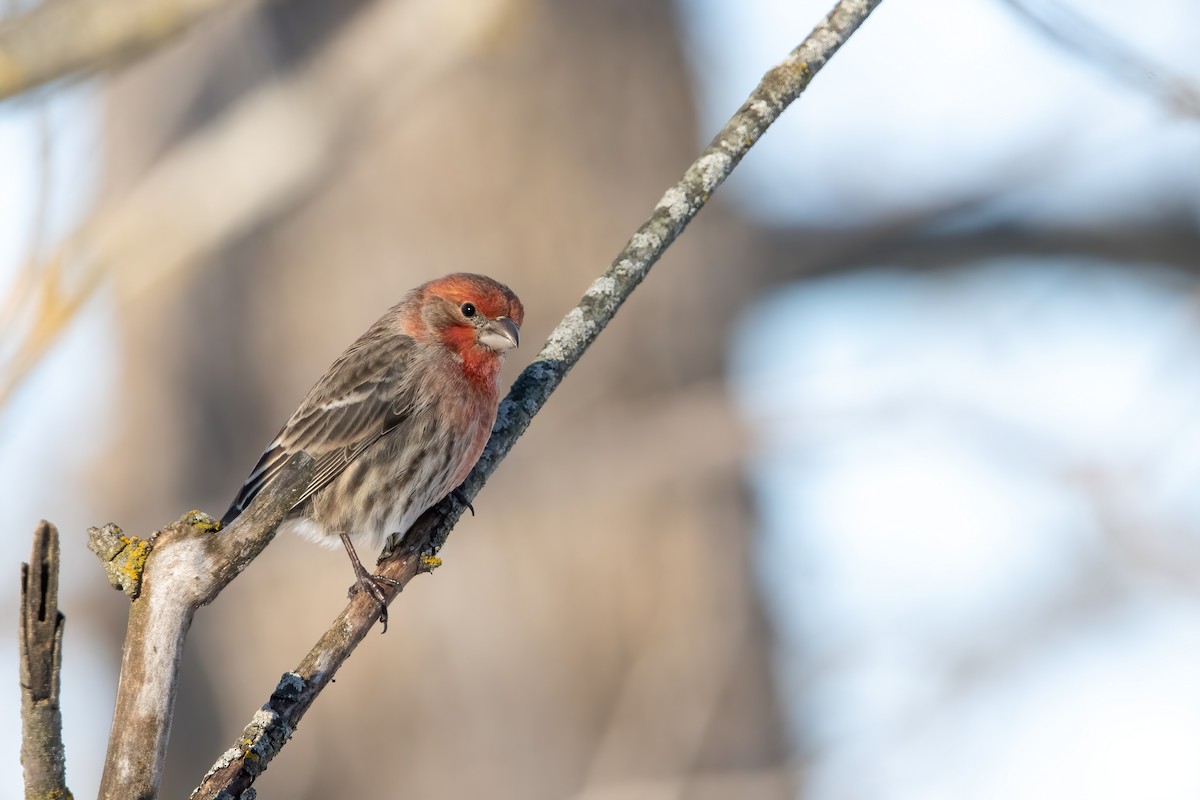 House Finch (Common) - ML647531716