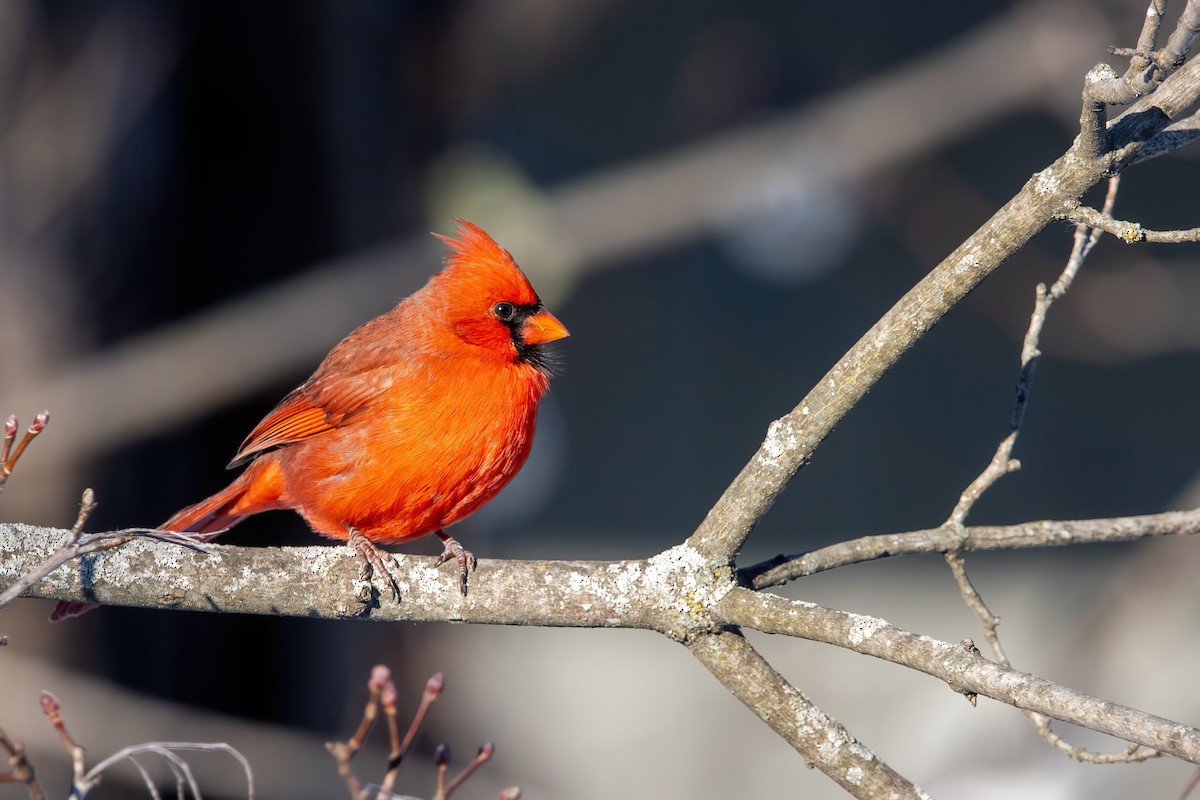 Northern Cardinal (Common) - ML647531719