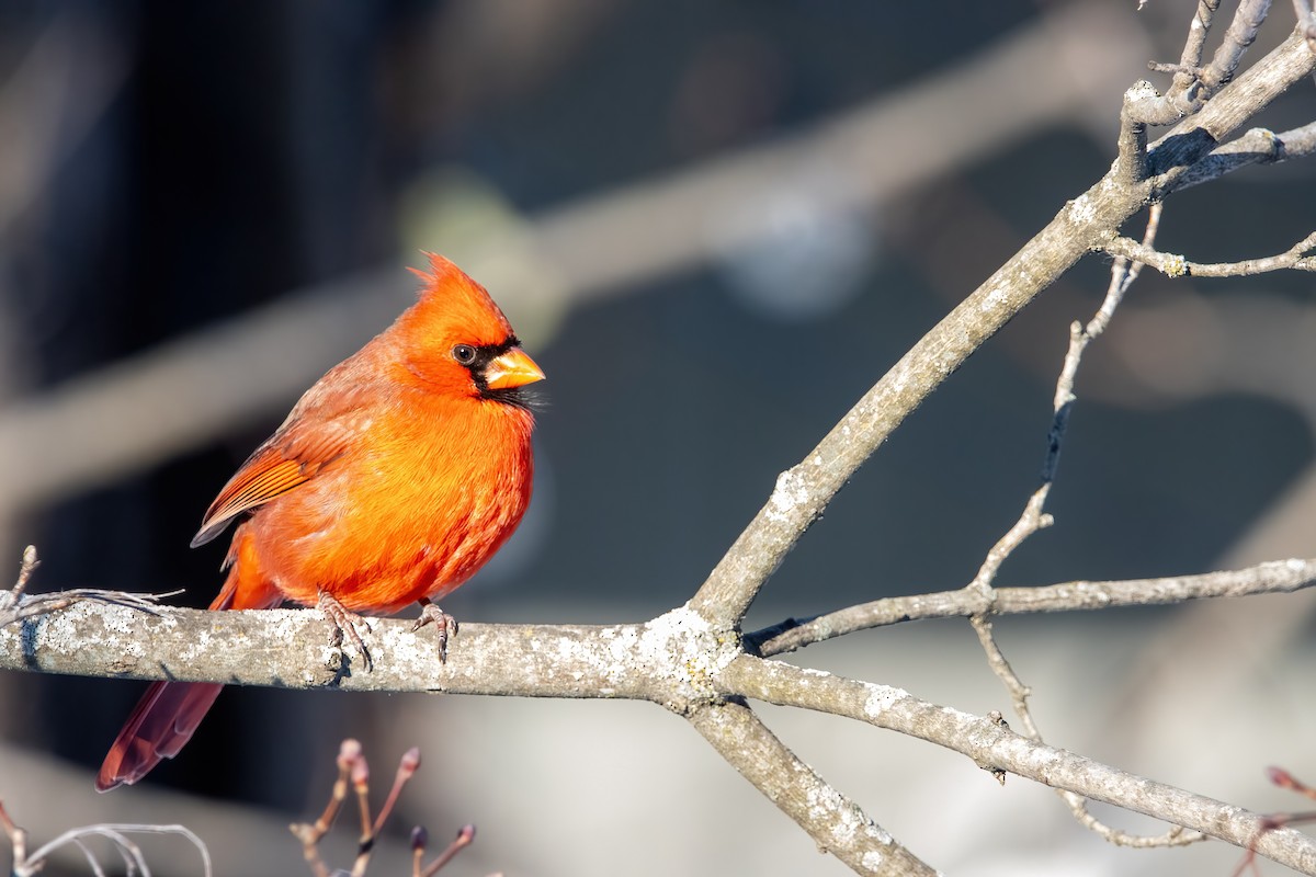 Northern Cardinal (Common) - ML647531720