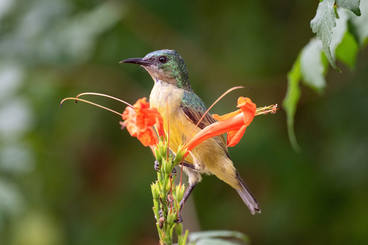 strdimil obojkový - ML647531728