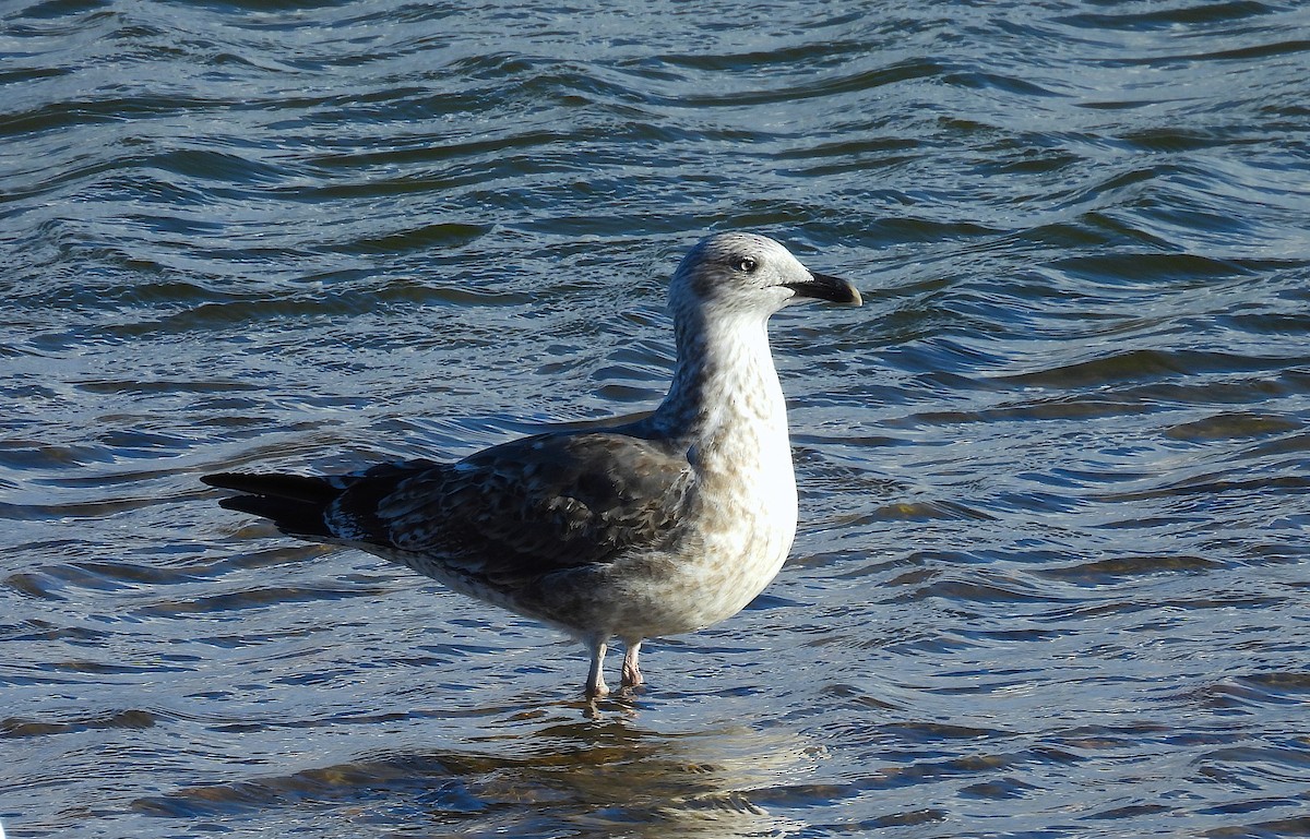 ニシセグロカモメ（graellsii） - ML647531729