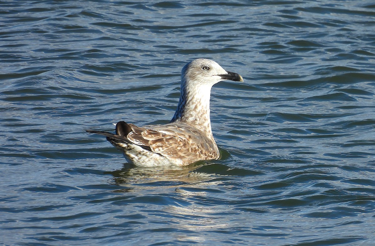 ニシセグロカモメ（graellsii） - ML647531732