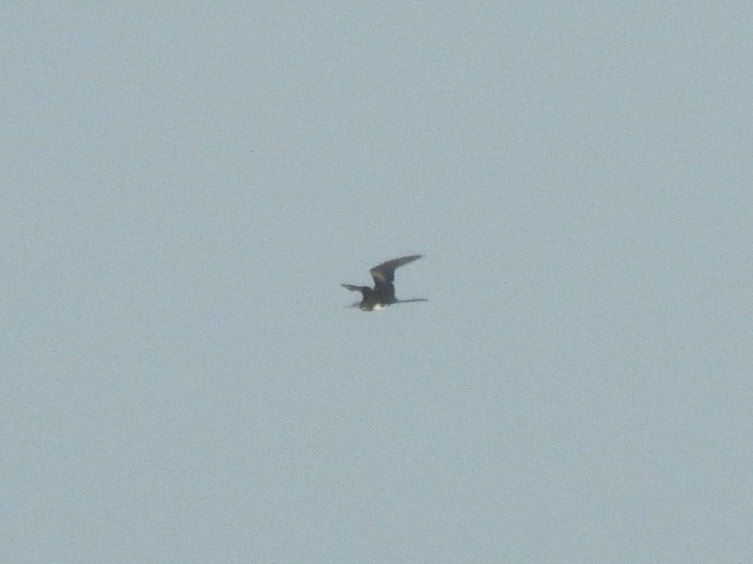 פריגט גדול - ML647531733