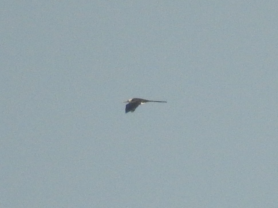 פריגט גדול - ML647531735