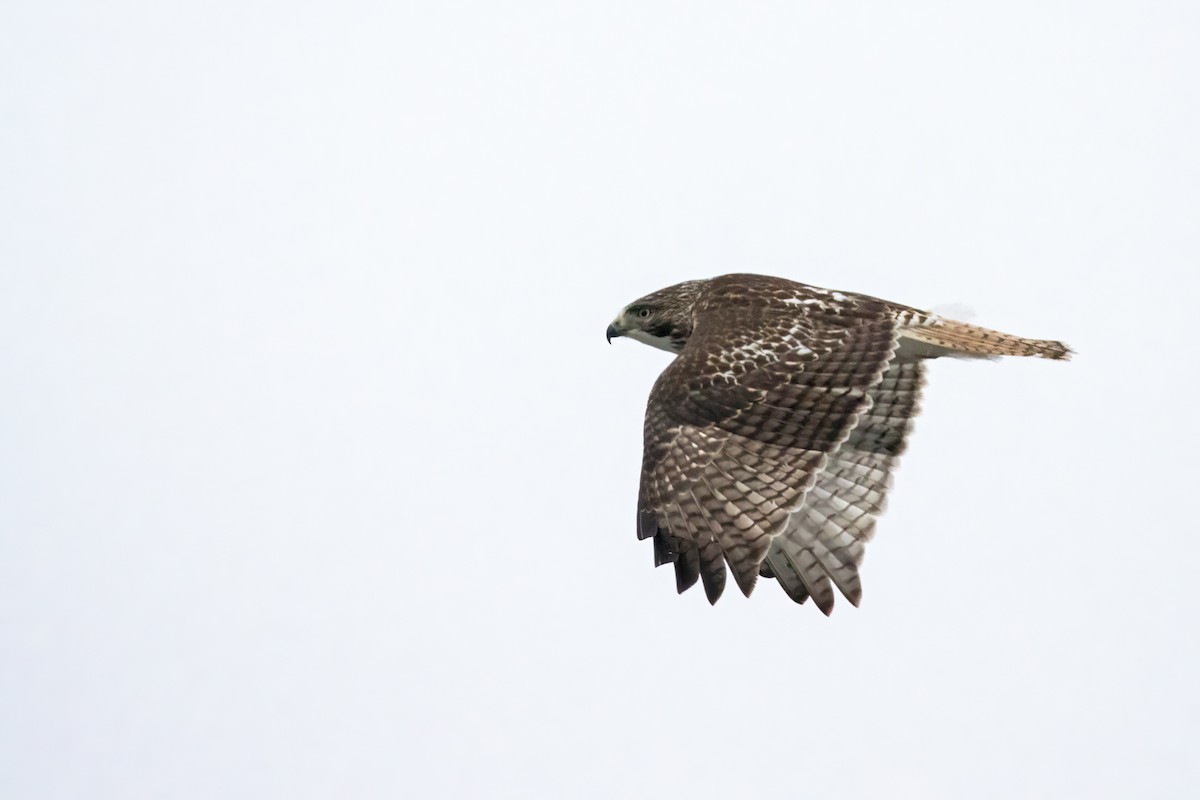 Red-tailed Hawk (borealis) - ML647531739