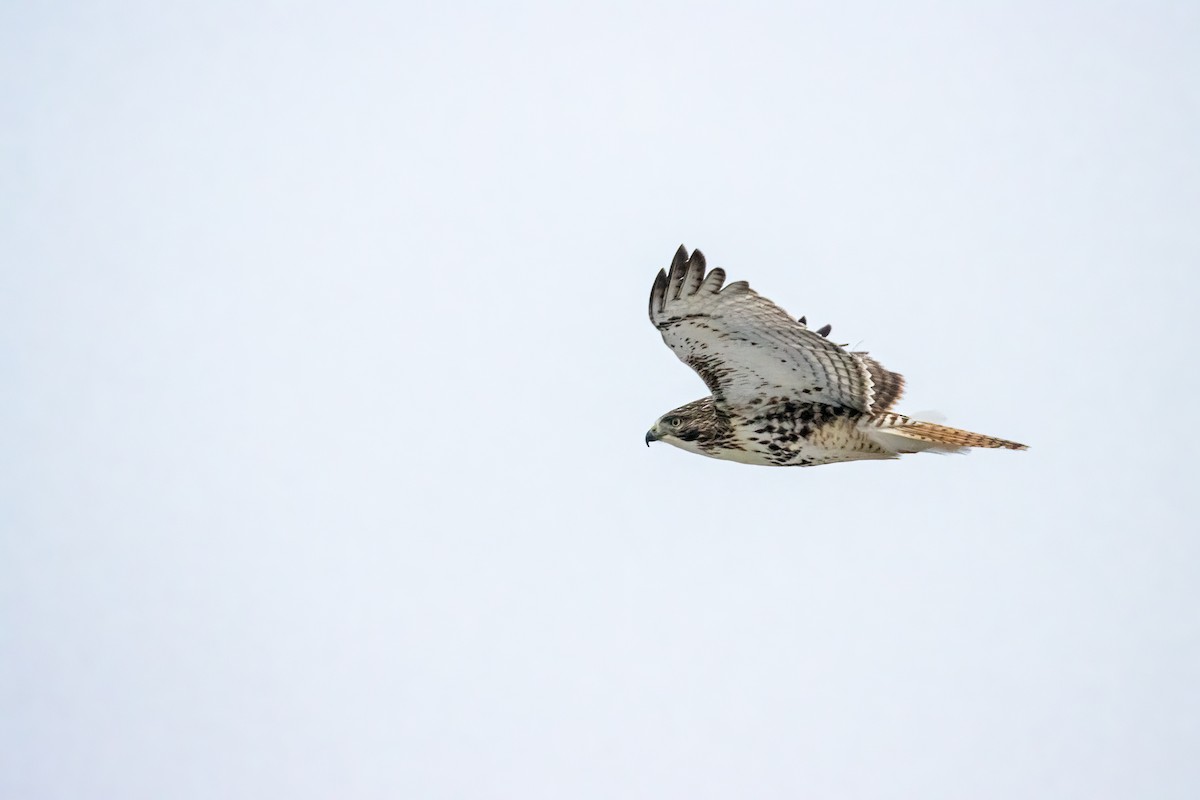 Red-tailed Hawk (borealis) - ML647531740