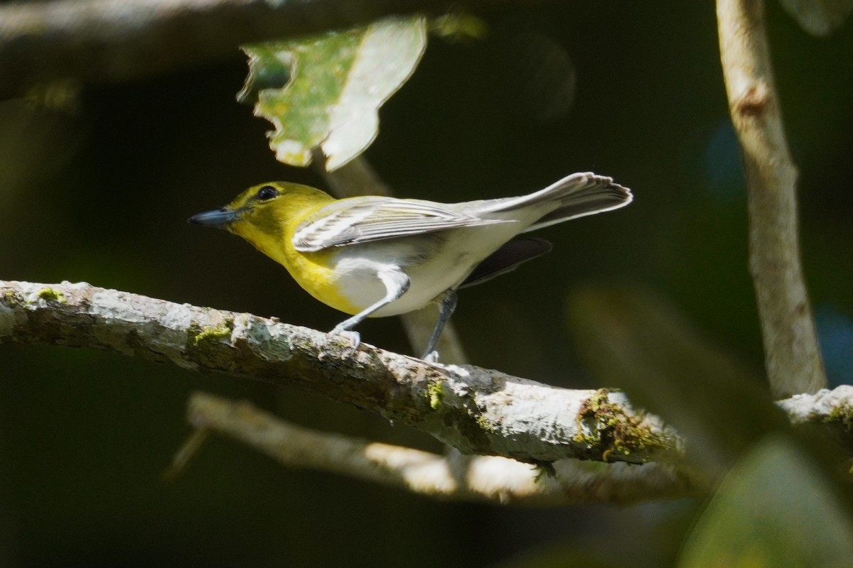 ויראו צהוב-גרון - ML647531744