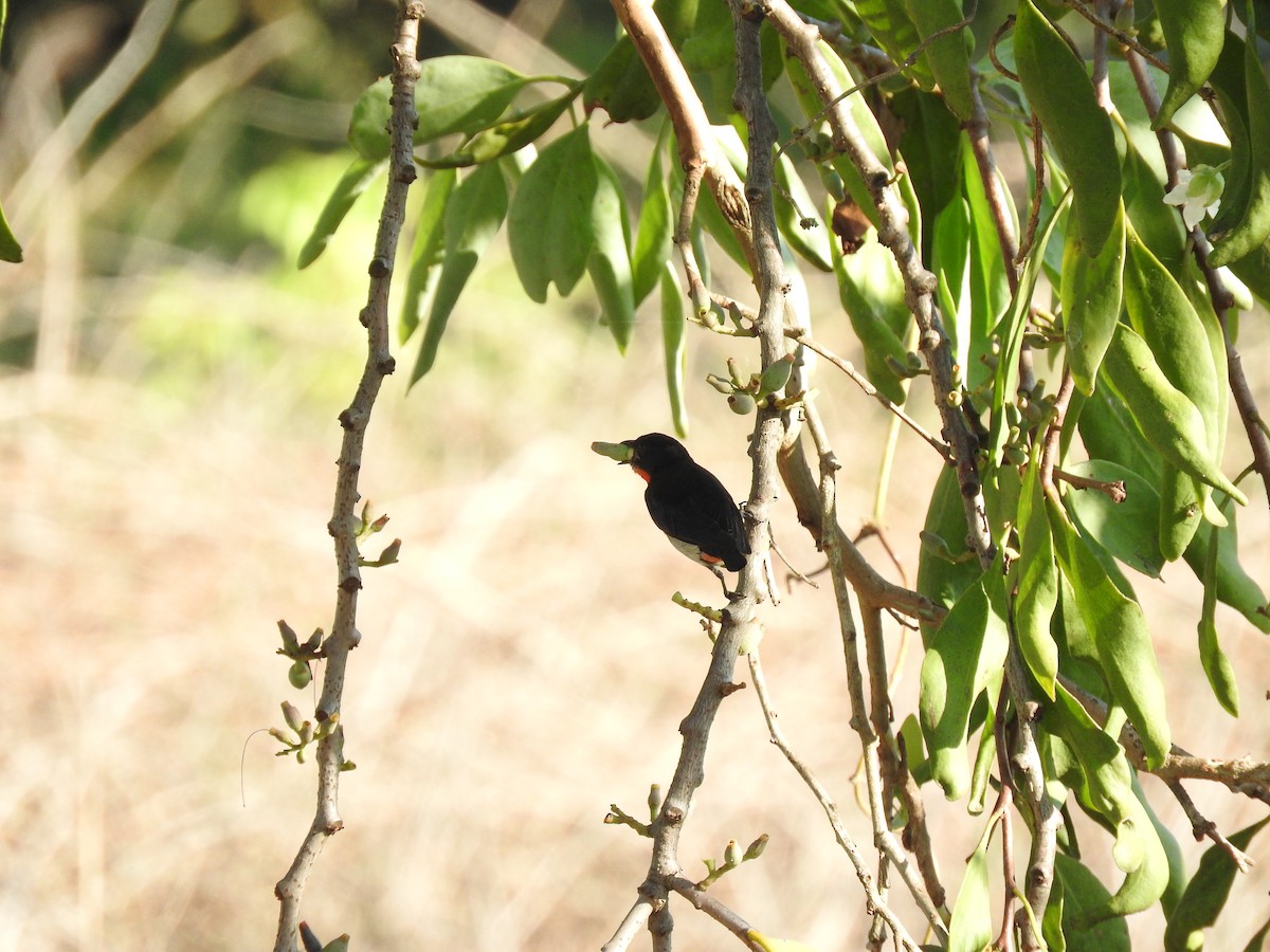 ヤドリギハナドリ - ML647531745