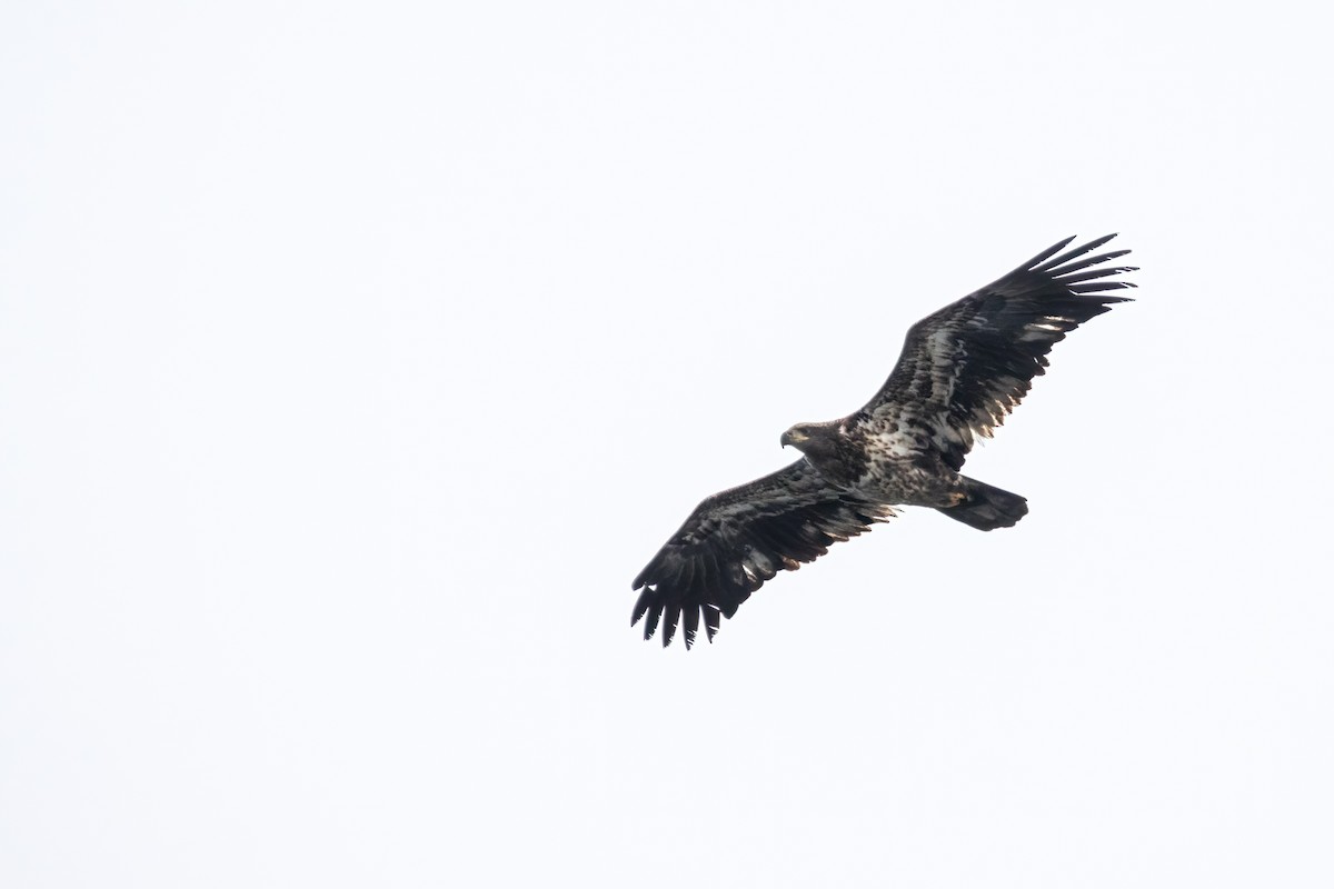 Bald Eagle - ML647531752