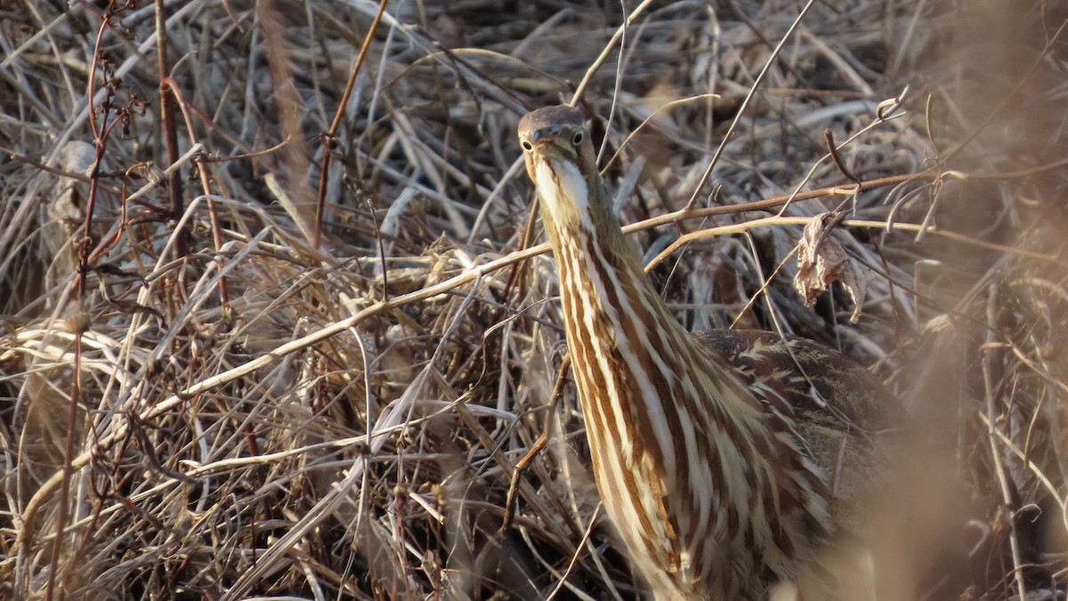 American Bittern - ML647531764
