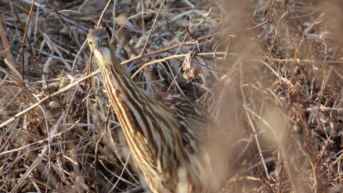 American Bittern - ML647531765