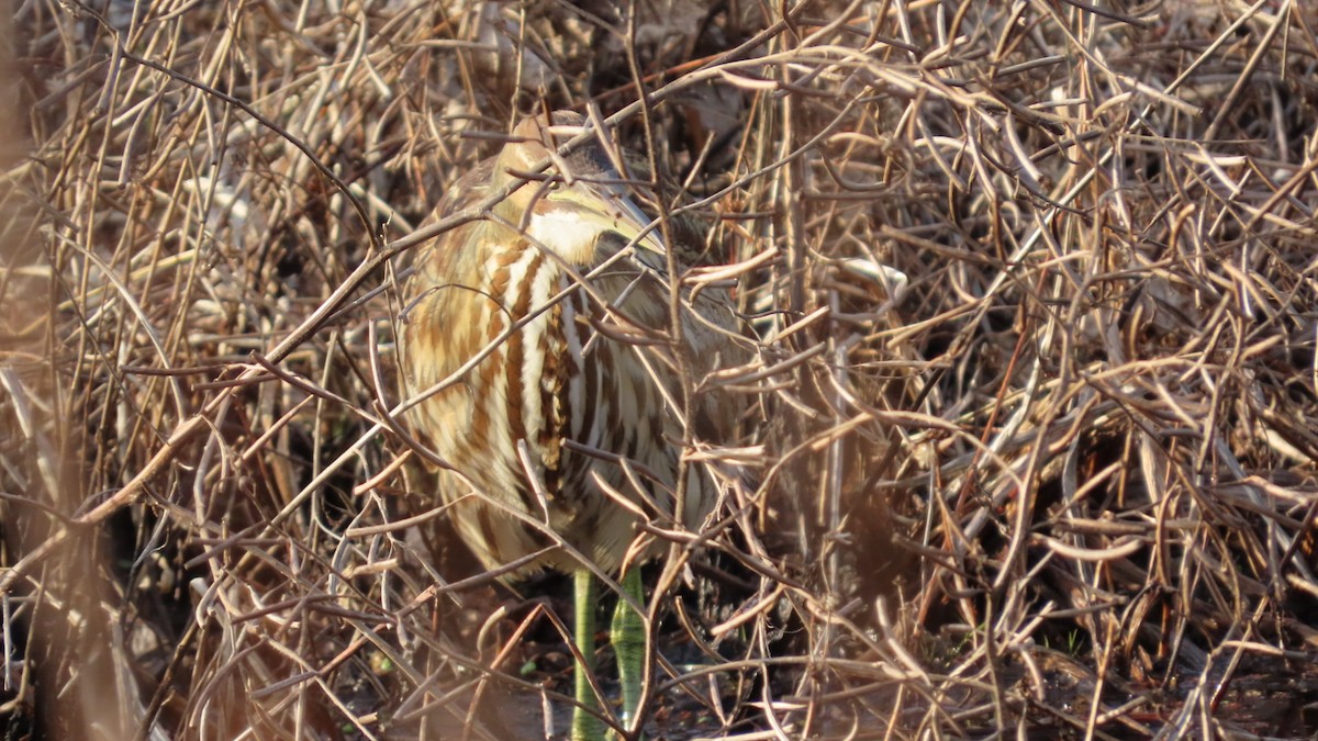 American Bittern - ML647531766