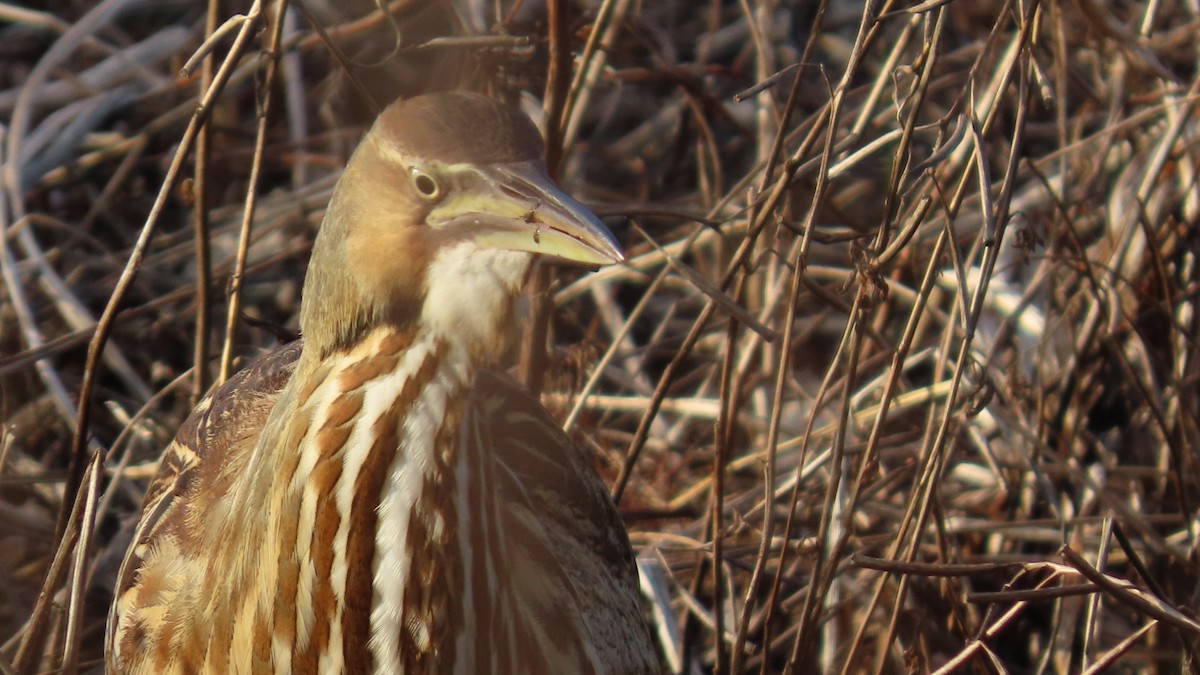 American Bittern - ML647531768
