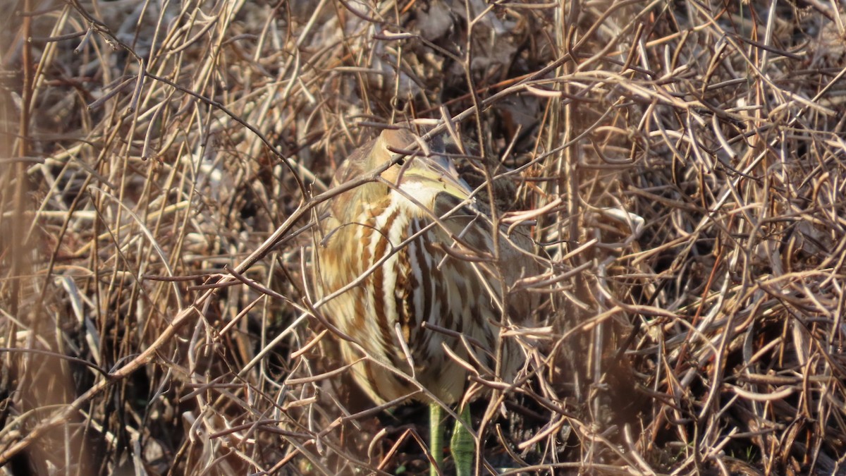 American Bittern - ML647531769