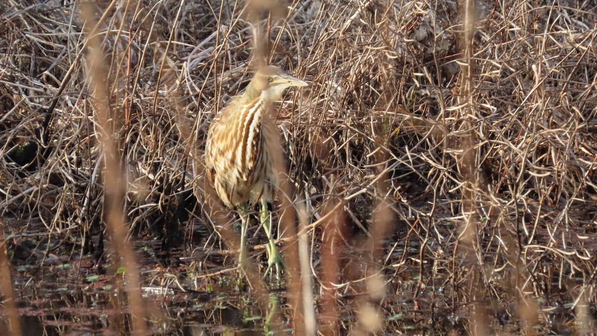 American Bittern - ML647531770