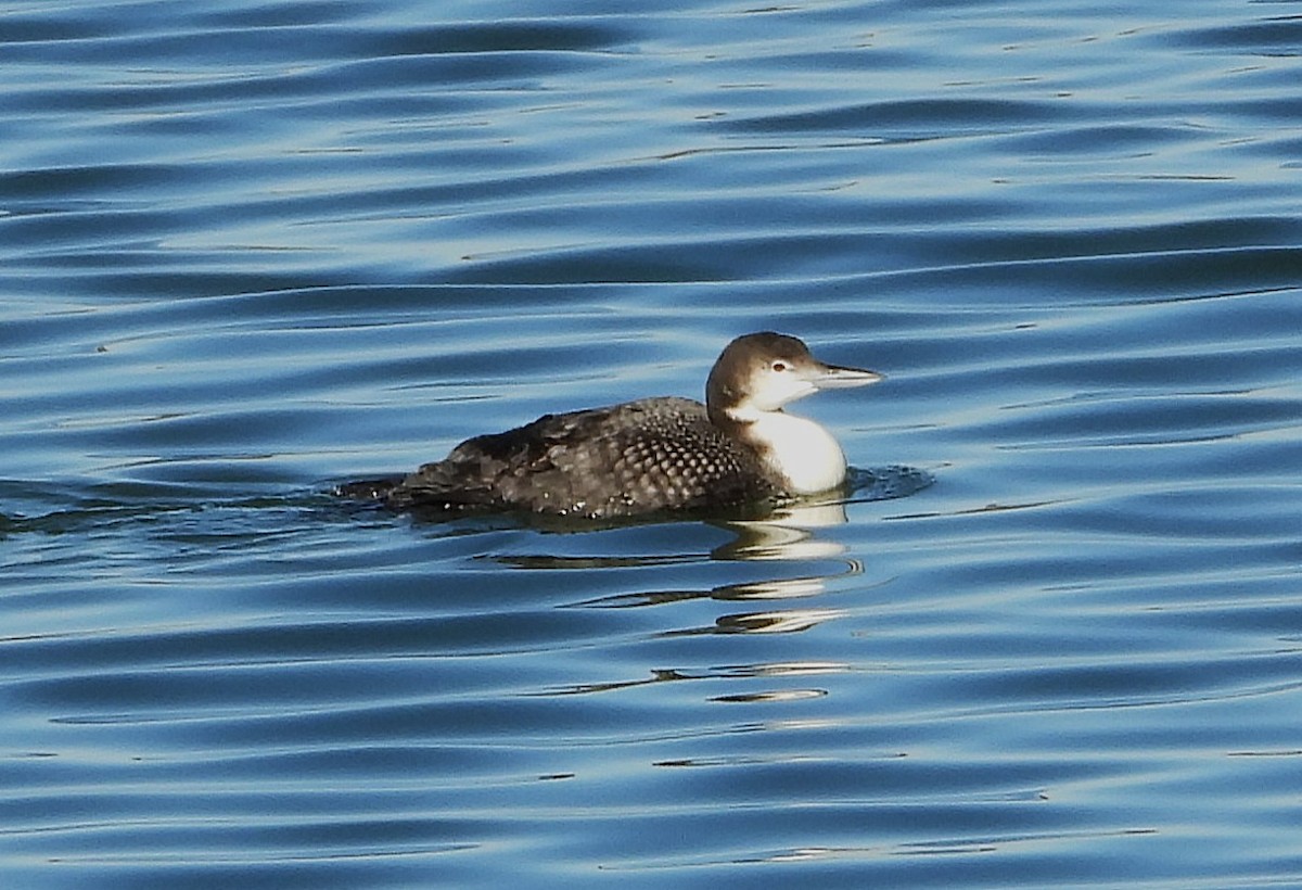 Buz Dalgıcı - ML647531774